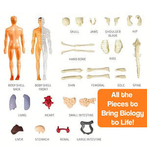 Little Anatomy Learner Set – screen-free play