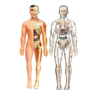 Little Anatomy Learner Set – for kids ages 3+