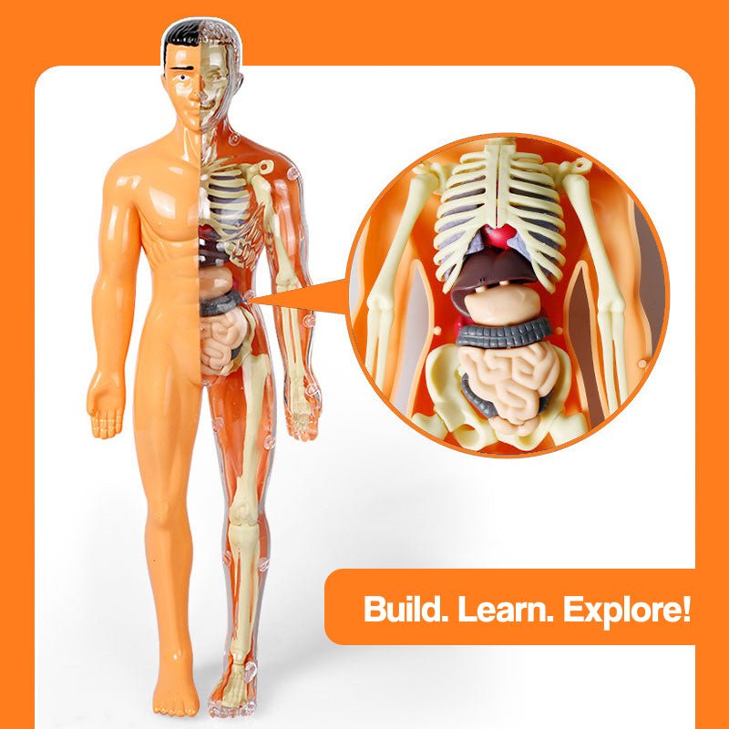 Little Anatomy Learner Set – science kit