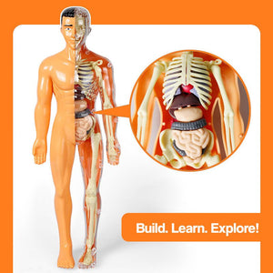Little Anatomy Learner Set – science kit