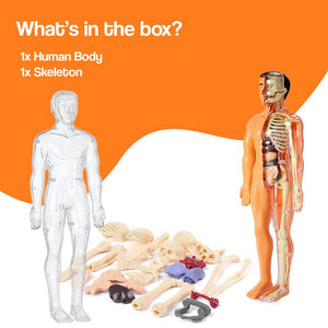 Little Anatomy Learner Set – educational toy
