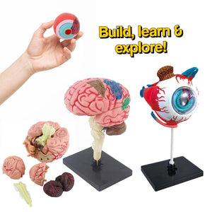 Little Anatomist 4D Build & Learn Science Kits