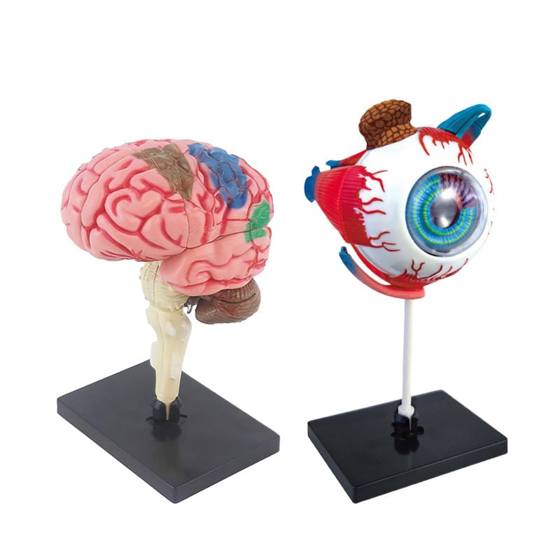 Little Anatomist 4D Build & Learn Science Kits with detailed 32-piece anatomy models for kids ages 8+ STEM education